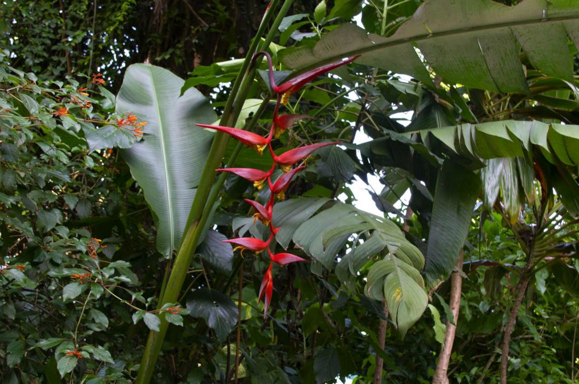 Heliconia collinsiana