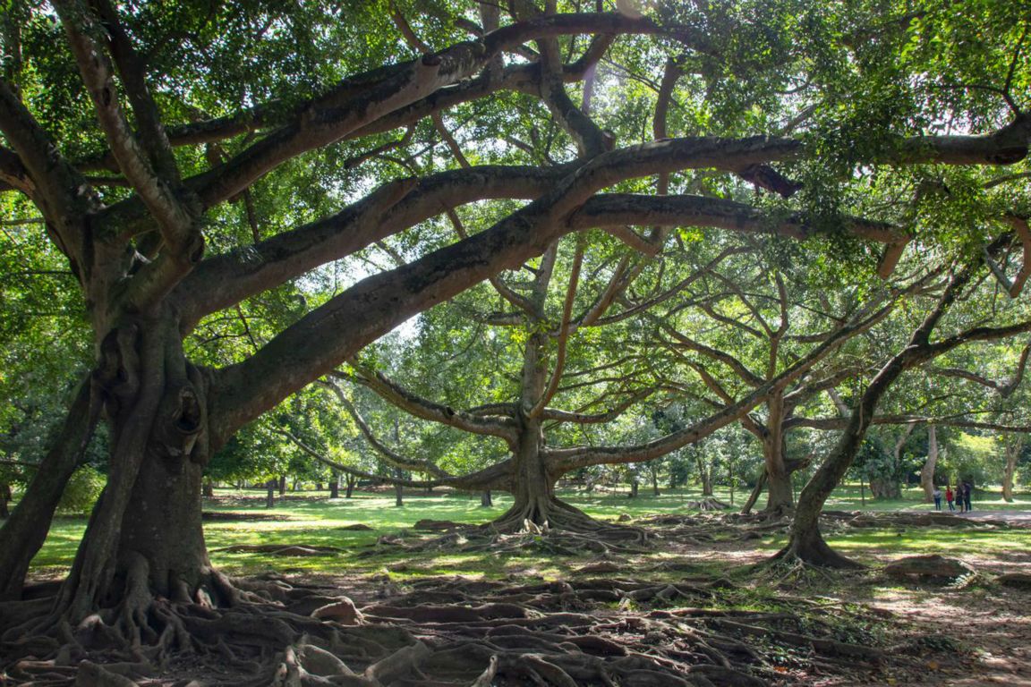 Fíkovník banyán (Ficus benghalensis)