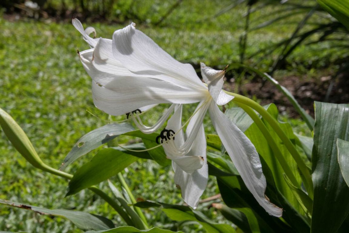 Crinum latifolium