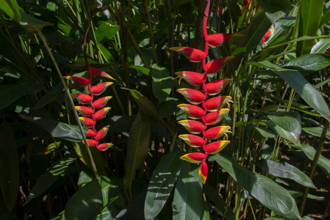 Heliconia rostrata