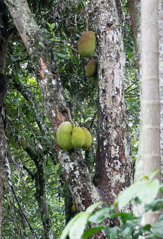 Jackfruit  - plody chlebovníku různolistého (Artocarpus heterophyllus)