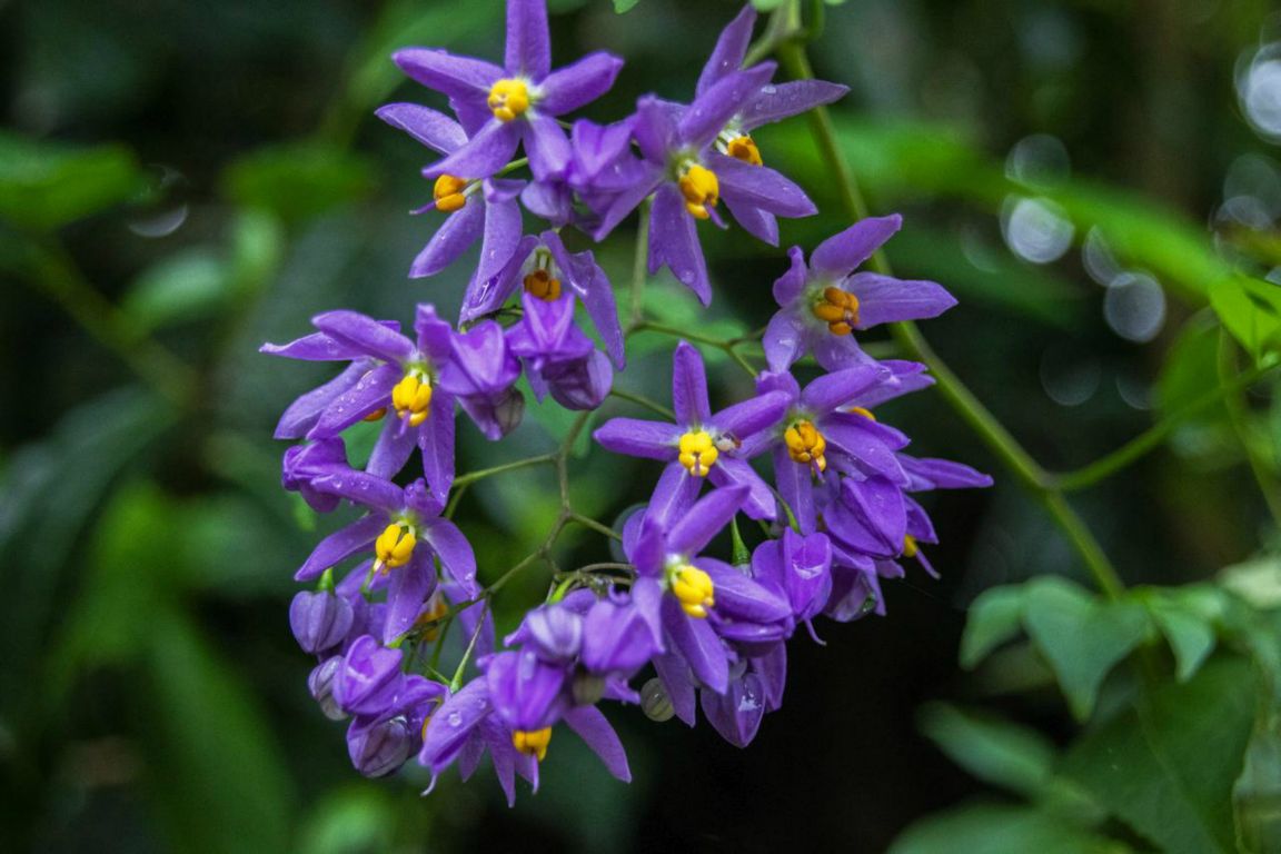 Lilek potměchuť (Solanum crispum)