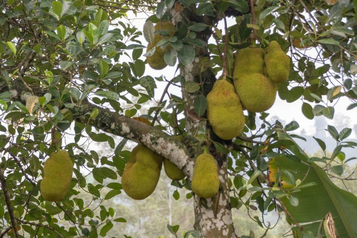 Jackfruit  - plody chlebovníku různolistého (Artocarpus heterophyllus)