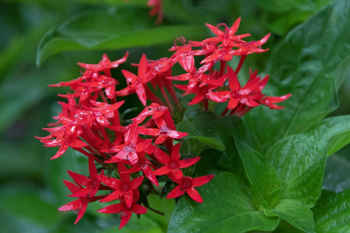 Pětkovec kopinatý (Pentas lanceolata)