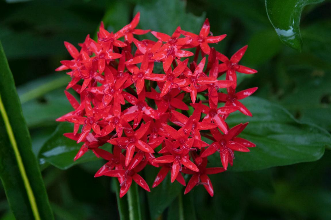 Pětkovec kopinatý (Pentas lanceolata)