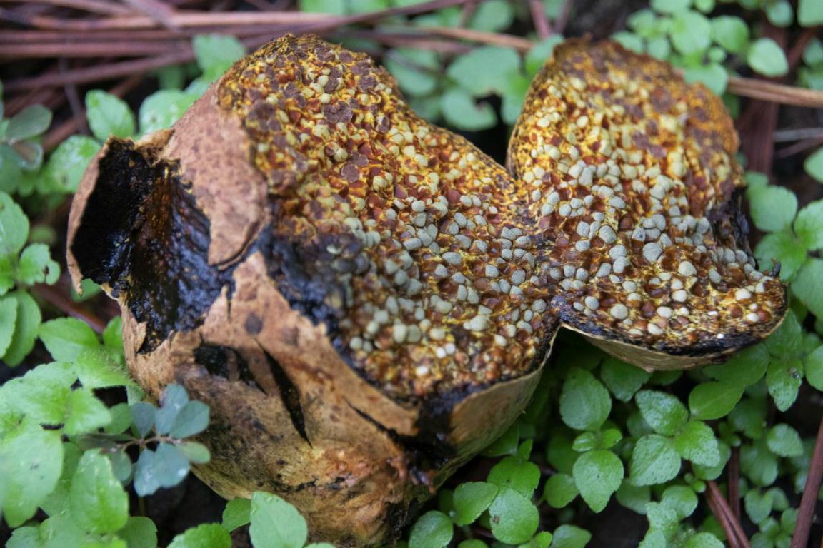 Měcháč písečný (Pisolithus arrhizus) - rozkrojený