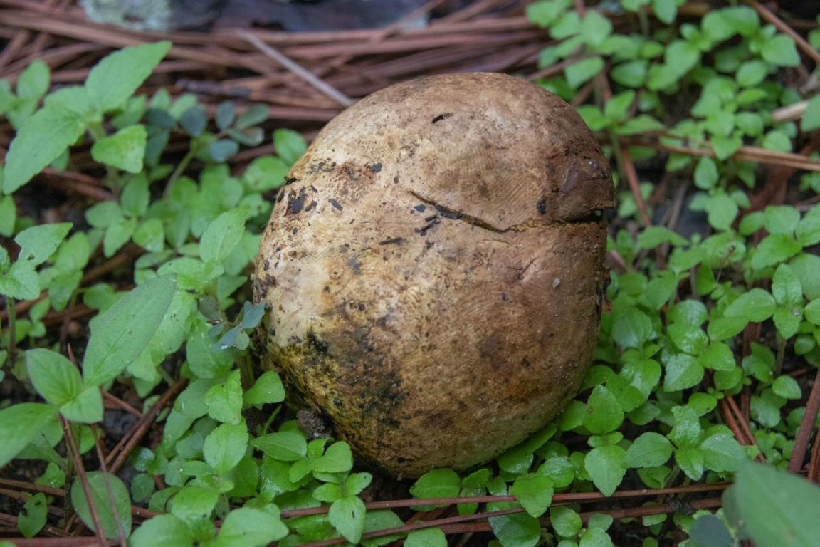 Měcháč písečný (Pisolithus arrhizus)