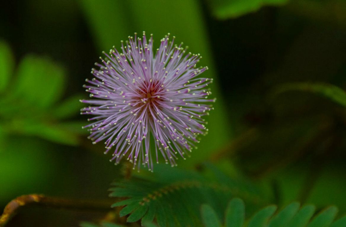 Mimóza (Mimosa pubica)