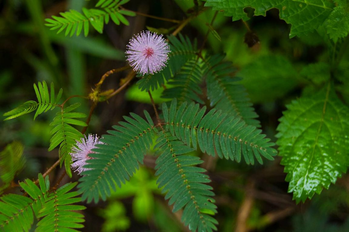 Mimóza (Mimosa pubica)