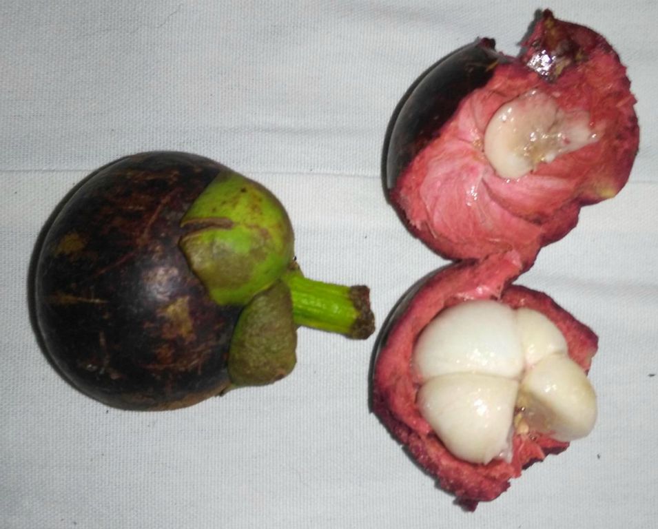 Mangostan